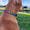 Beaded dog strap on a happy dog - made with passion by Homba Crafts