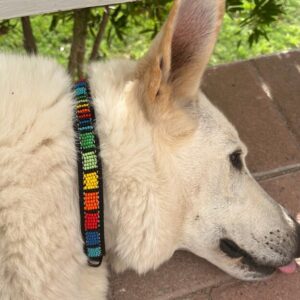 Beaded dog strap on a happy dog - made with passion by Homba Crafts