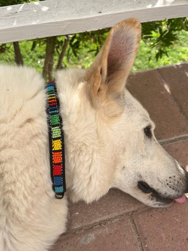 Beaded dog strap on a happy dog - made with passion by Homba Crafts