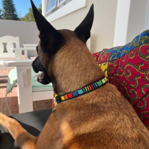 Beaded dog strap on a happy dog gazing away- made with passion by Homba Crafts